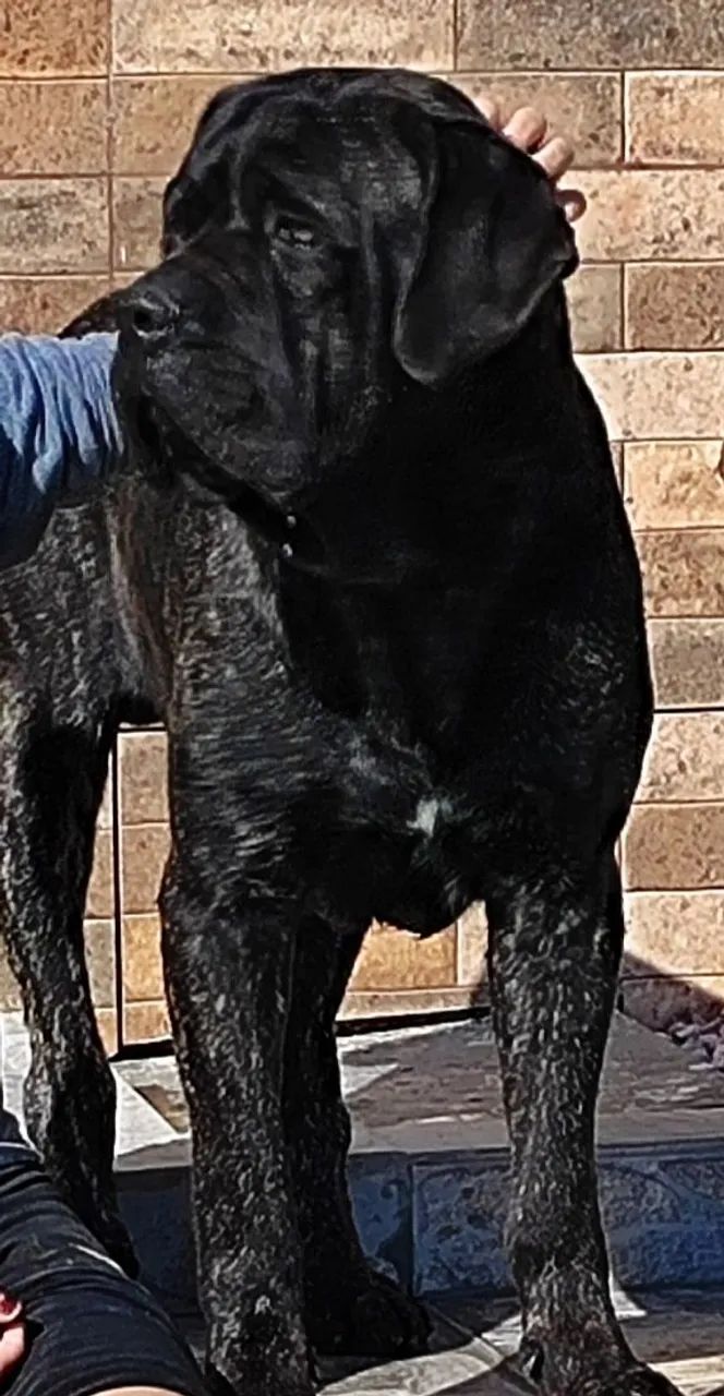Cane corso  - Foto 3