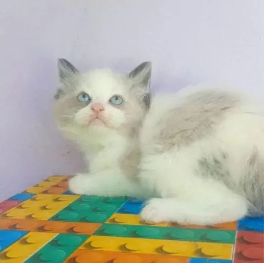 Ragdoll  - Foto 4