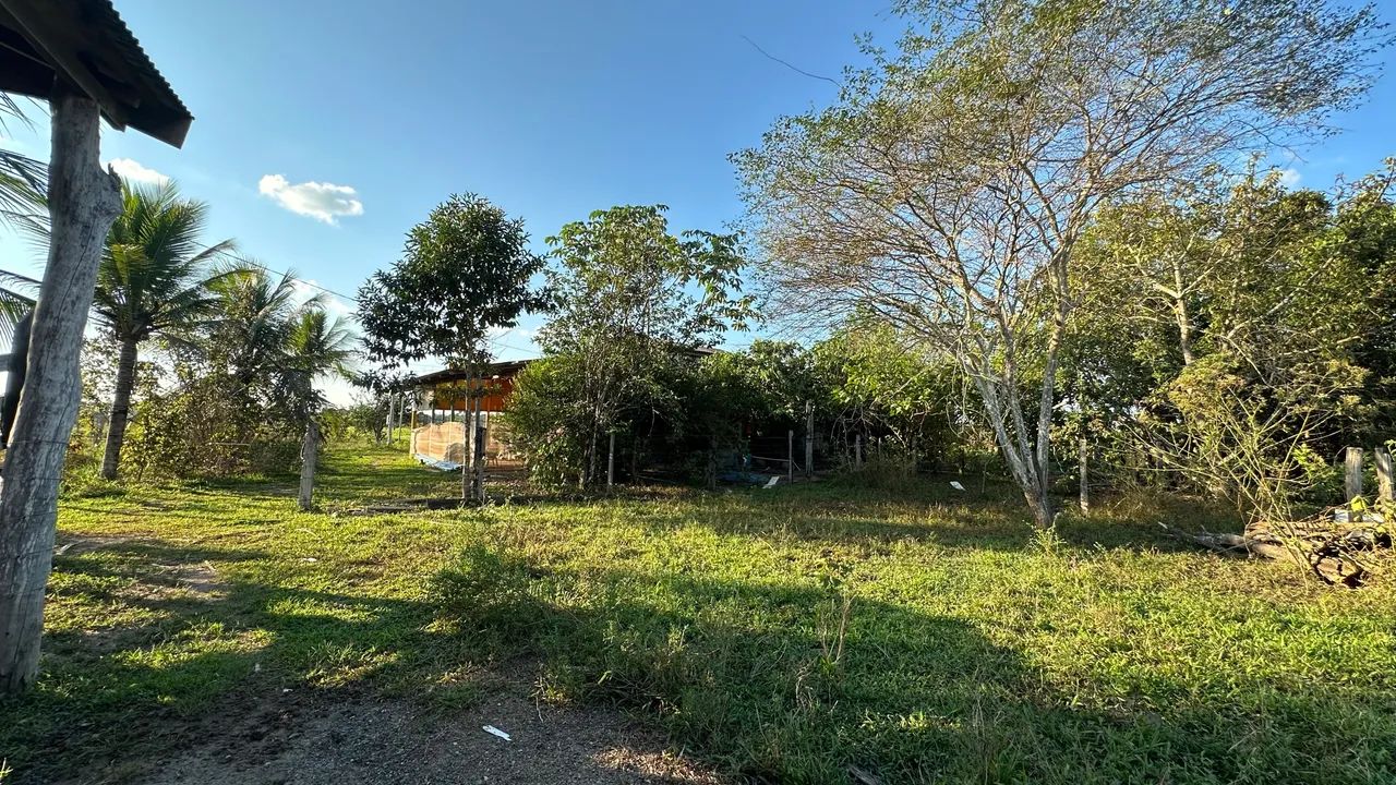 Vende- Chacara no Canutama ou linha Transpurus sentido Humaitá  - Foto 5