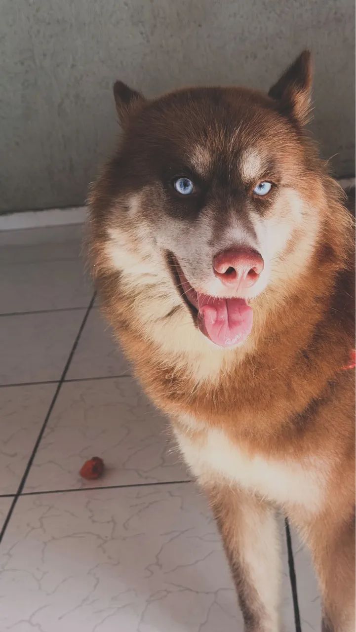Husky siberiano