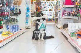 Pet Shop no Bairro Assunção em São Bernardo do Campo - Foto 5