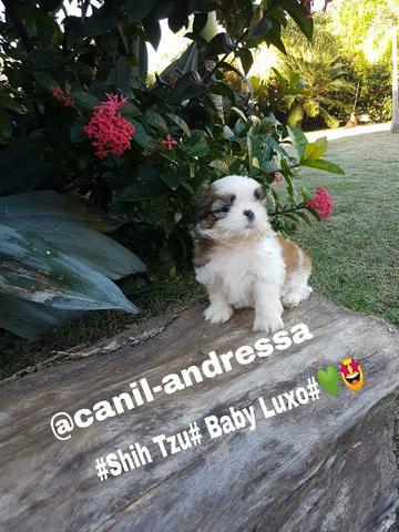 Filhotes de shih tzu oportunidade