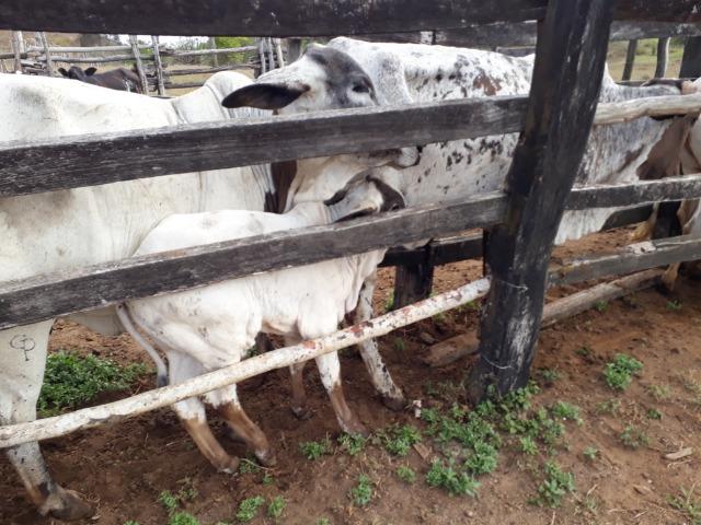 Fazenda de 160 hequitares - Foto 5