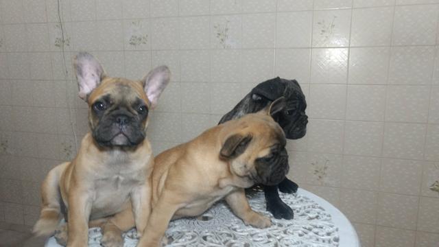 Bulldog Francês cabeça escura;cor uniforme;perna arqueada, orelha levantada($2200) - Foto 2