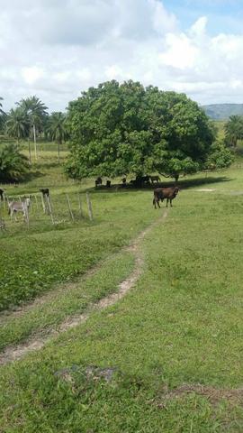 Vendo Linda Fazenda - Foto 3