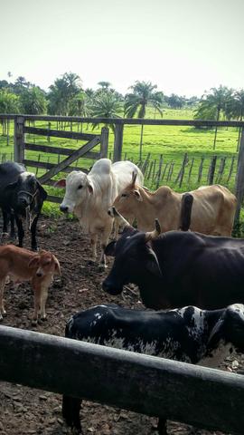 Vendo Linda Fazenda - Foto 12