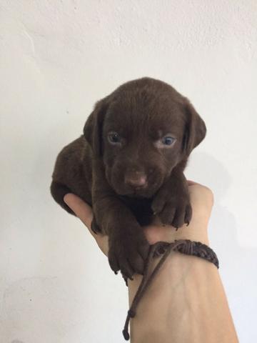 Labrador chocolate/amarelo/preto, machos e fêmeas com garantias e suportes exclusivos - Foto 4