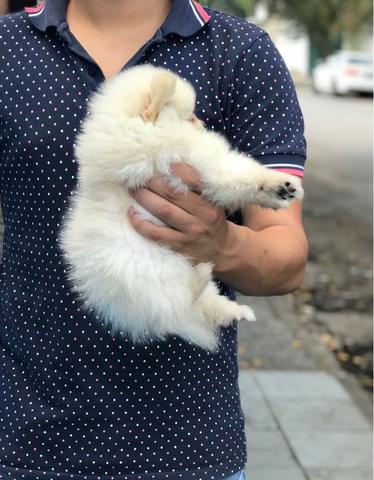 Spitz Alemão tamanho anão padrão ursinho, com suporte veterinário gratuito durante 6 meses - Foto 3