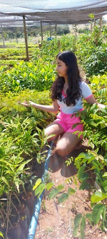 Mudas nativas do Cerrado - Foto 2