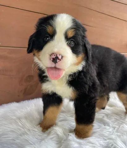 Bernese filhote disponível.