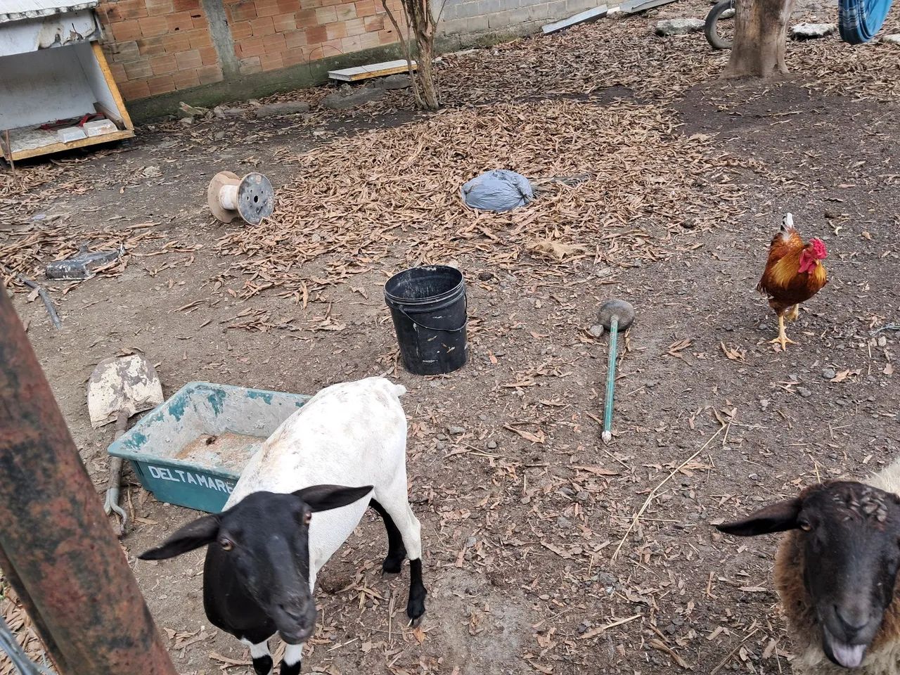 Ovelhas e carneiro para venda - Foto 6