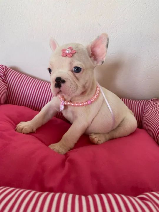 Buldogue francês fêmea  - Foto 2