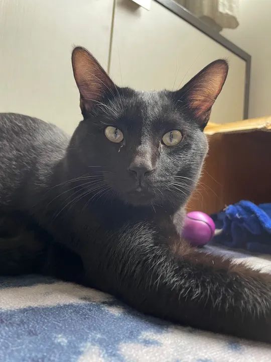 Gatos para Adoção  - Foto 3