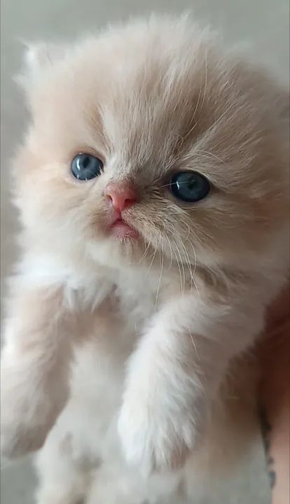 Persa Himalaio - Foto 4