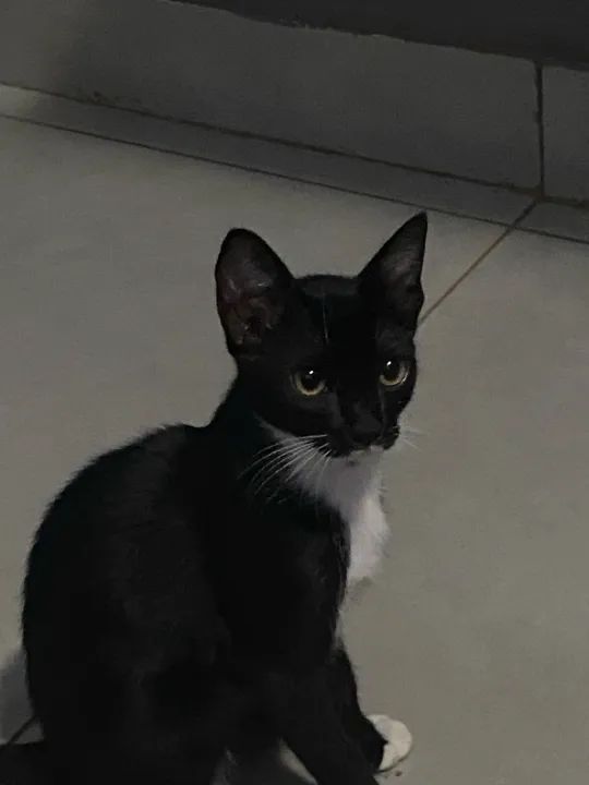Gatinho preto e branco disponível para adoção - Foto 3