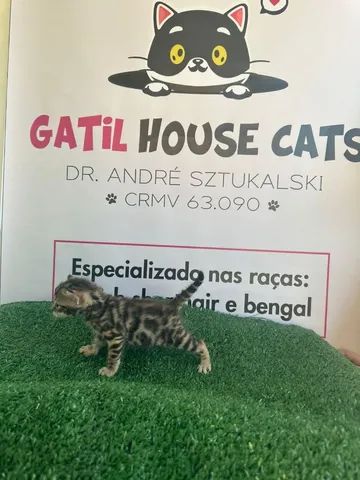 Bengal - Foto 4