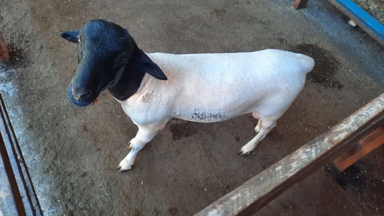 Borrego Dorper  PO Genética Buria - Foto 5