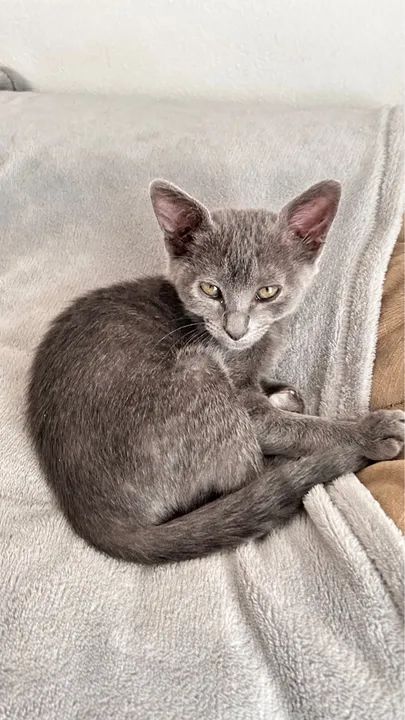Gatinha cinza fofinha para adoção - Foto 2
