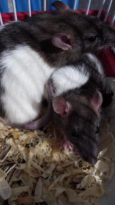 Doa-se ratos twisters bh - Foto 2