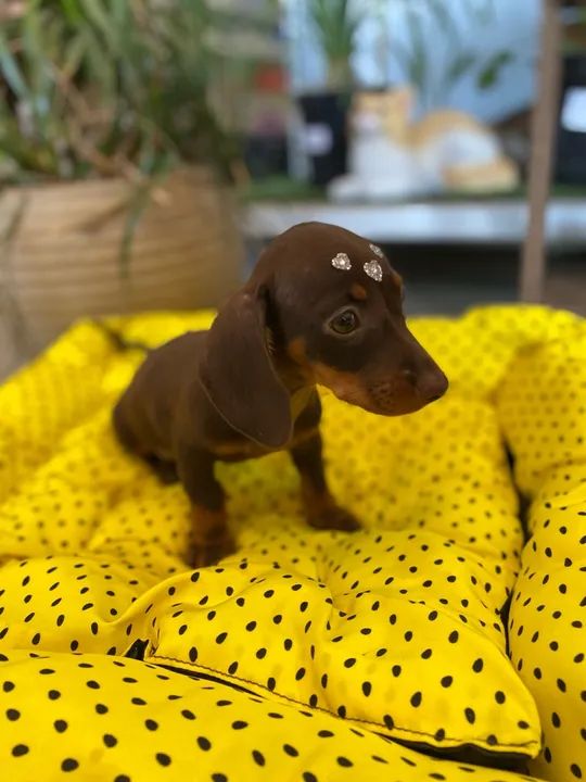 Dachshund basset salsicha Teckel fêmea  - Foto 3