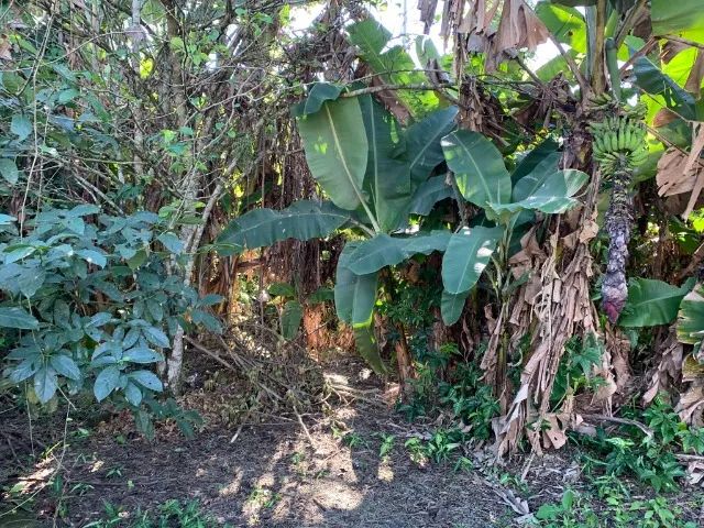 Terreno Multifamiliar na rua Philipp Bauler - Blumenau - Foto 7