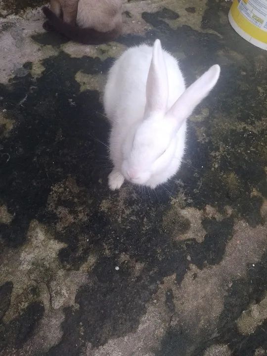 Coelho Branco - Pelúcia Macia