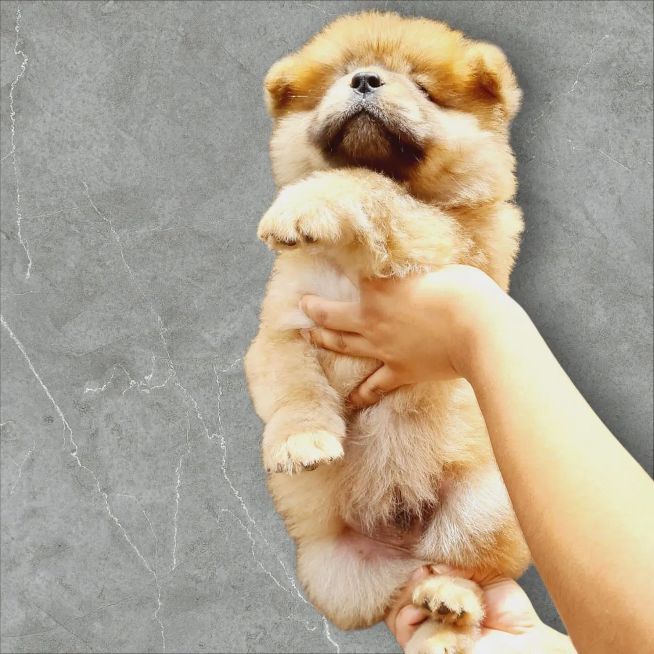 Filhote Chow-Chow