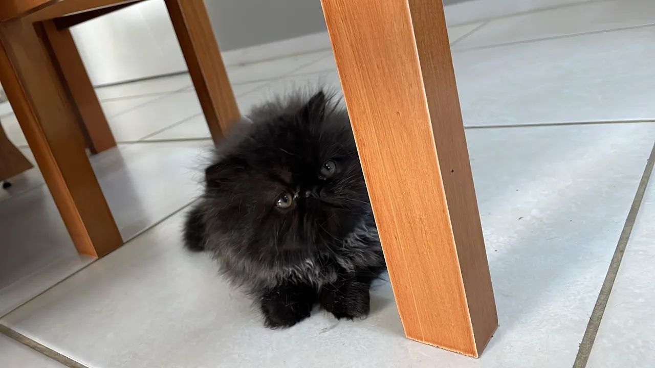 Filhote de Gato Persa Macho  ? - Foto 6