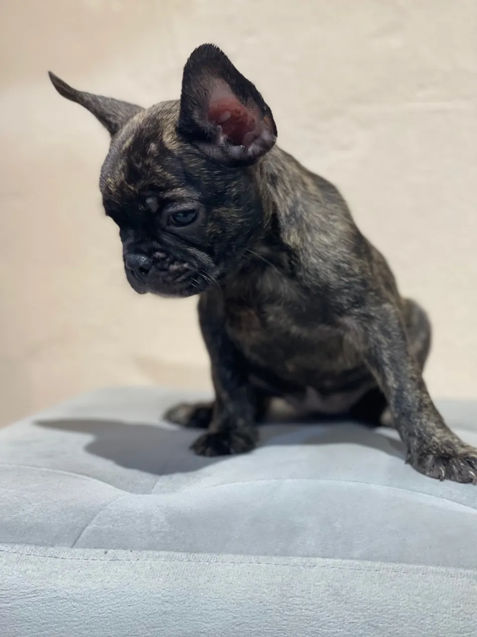 Filhote de Bulldog Francês Brindle