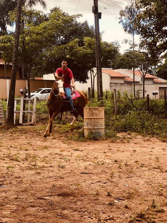 Cavalo para venda - Foto 6