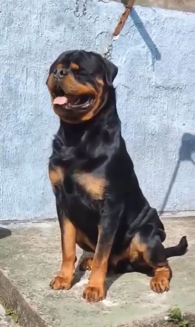 Filhote Rottweiler Fêmea 60 dias 2.000 - Foto 3