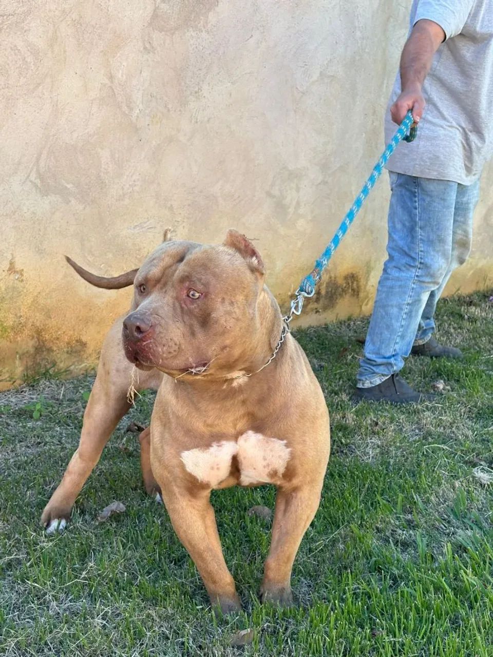 Pit Monster macho pedigree IBC Cachorros Centro, Sarapuí