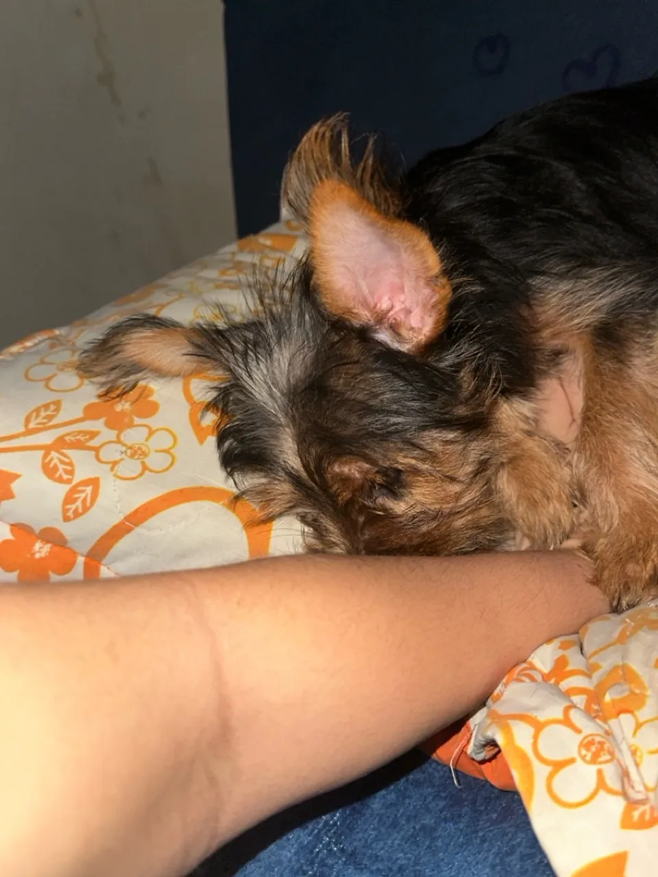 Yorkshire Terrier filhote fêmea