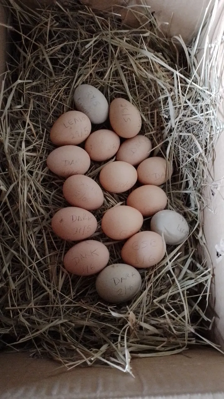 Ovos galados GSB (Galinha Sertaneja Balão e Brahma diversas plumagens)