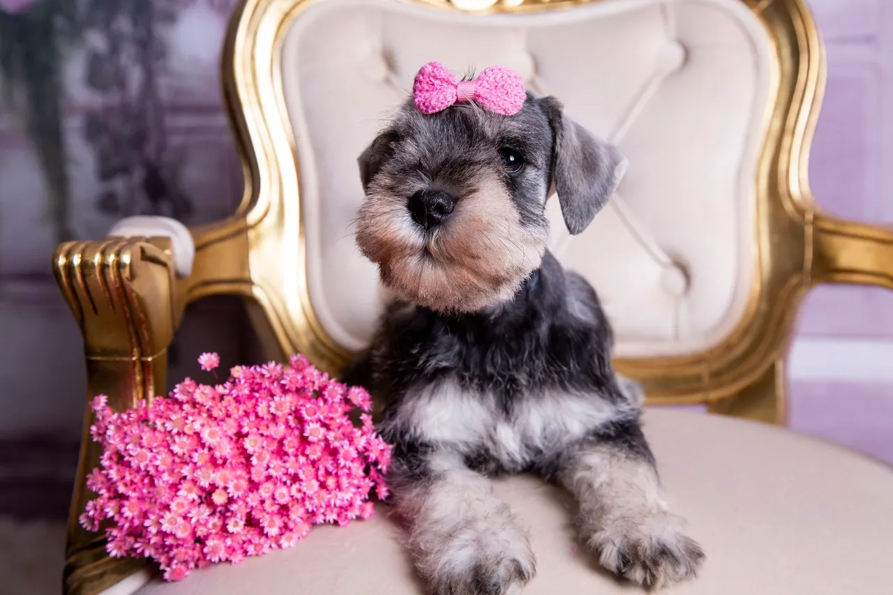 Schnauzer Fêmea Charmosa com Laço Rosa