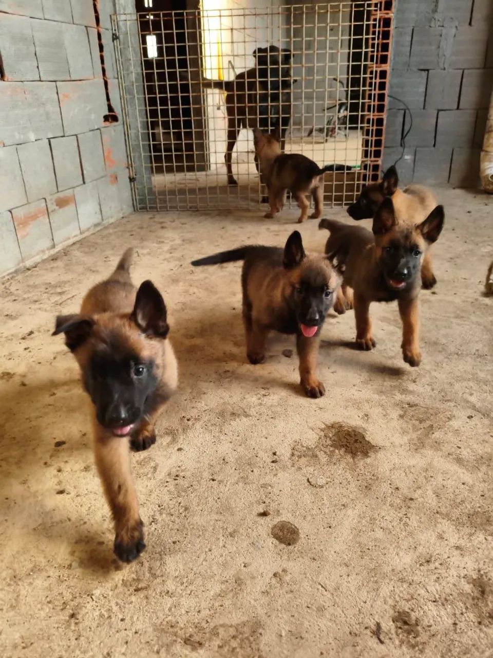 Pastor Belga Malinois puro - Foto 4