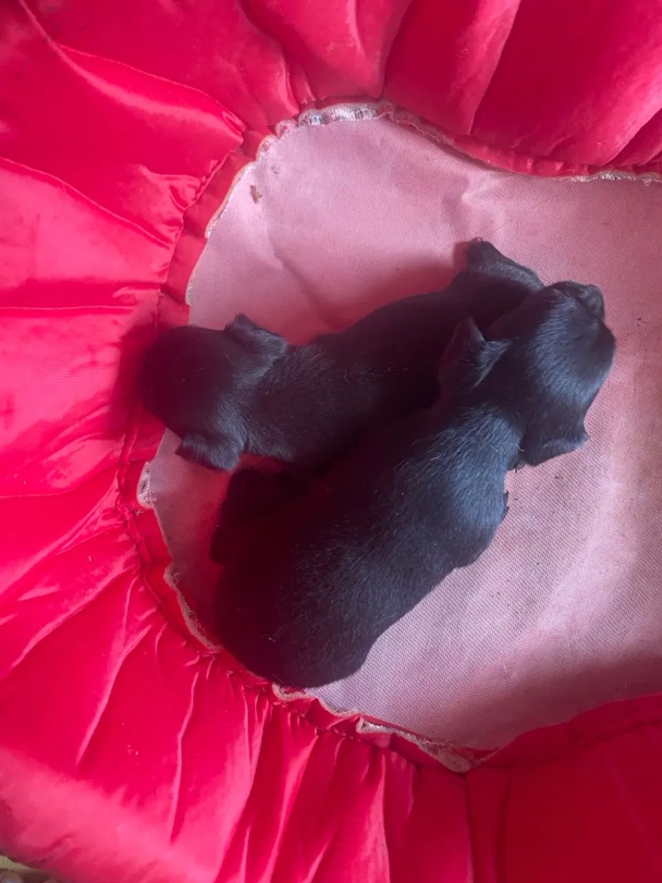 Vendo filhote fêmea de Pinscher zero - Foto 4