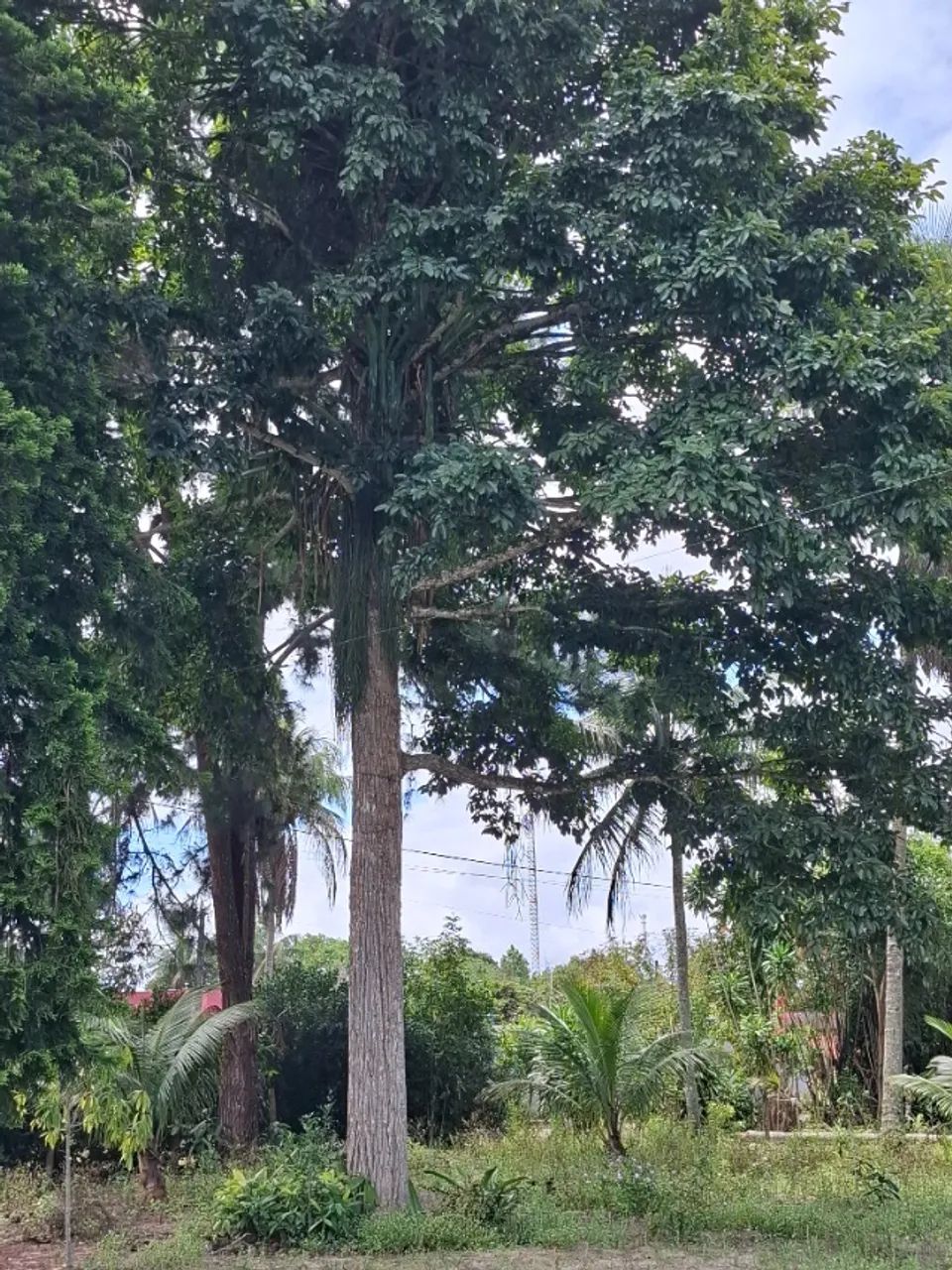 Vendo Árvore de madeira de Lei para Mesas - Foto 2