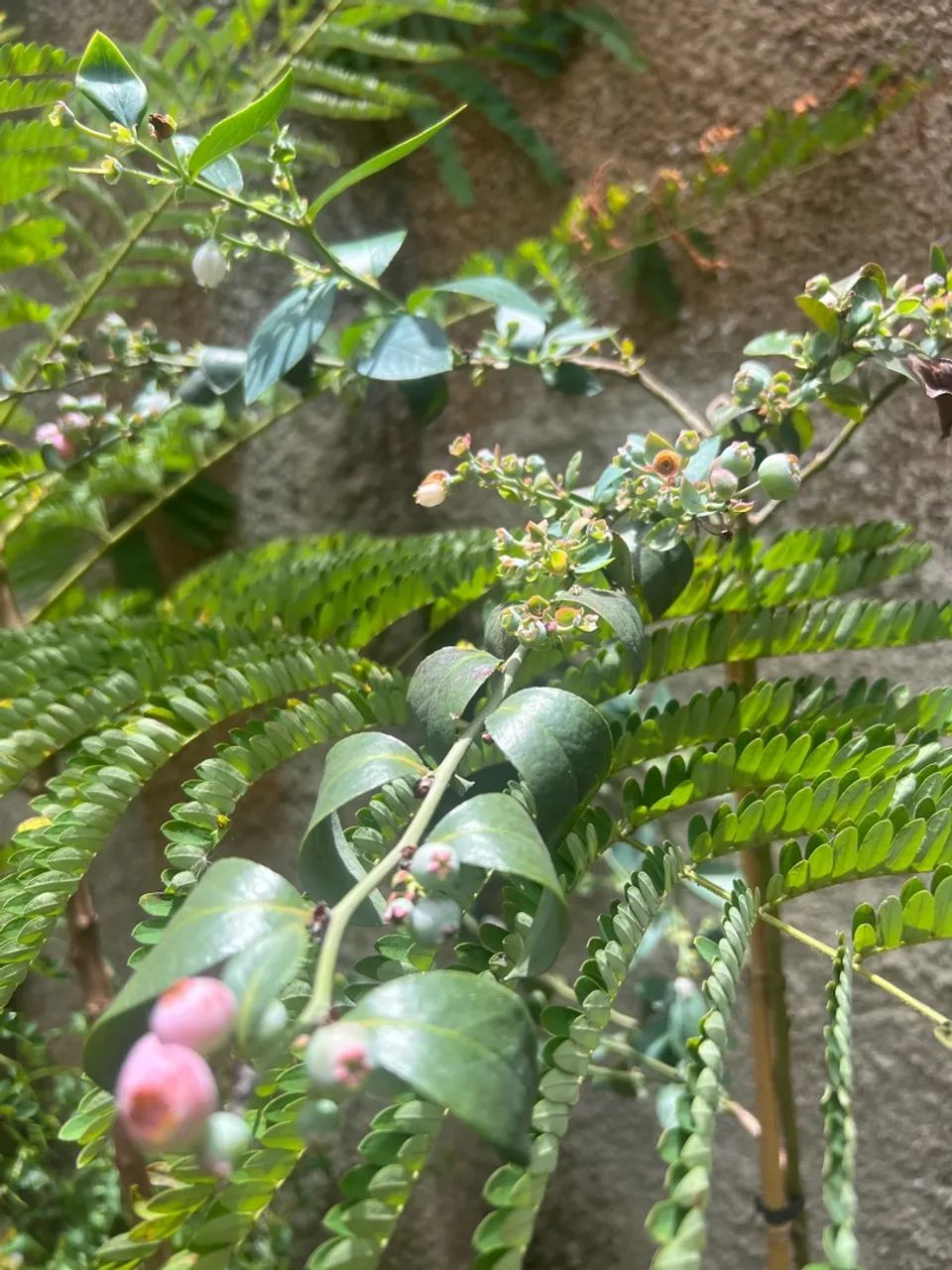 Mudas Frutiferas Produzindo - Foto 4