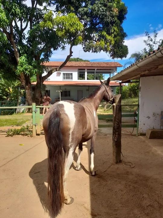 Égua Mangalarga Pampa de Preto, Marcha Batida, Registrada. - Foto 4