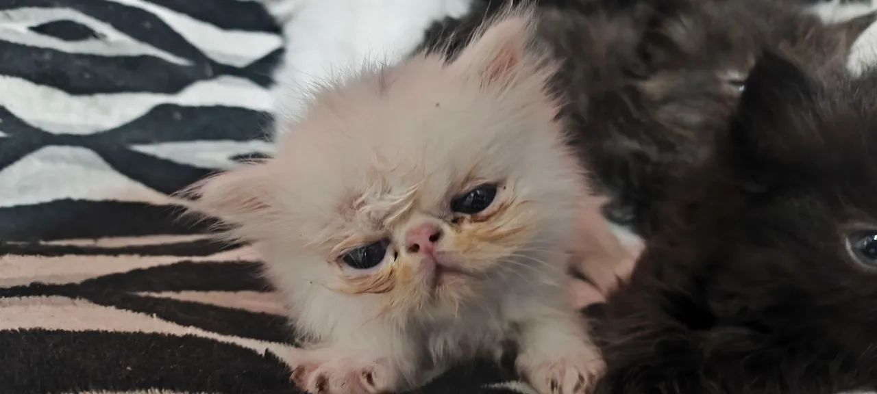 Filhotes Gato Persa