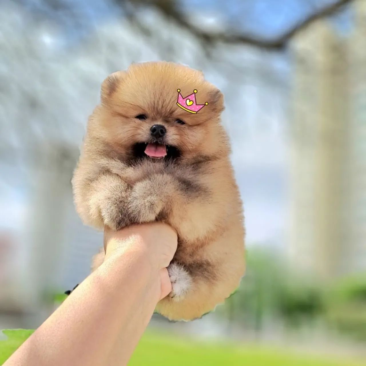 Ursinhos Laranjas Lulu da Pomerânia  - Foto 5