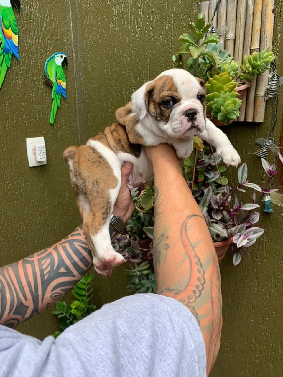 Bulldog inglês - lindo e amoroso / mais carinhoso / com suporte veterinário !  