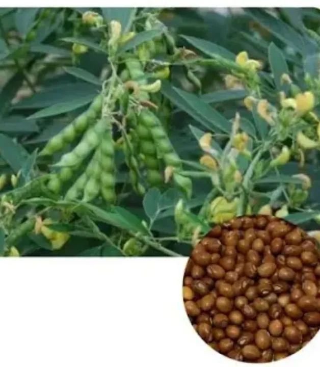 Sementes de feijão Guandú  - Foto 3