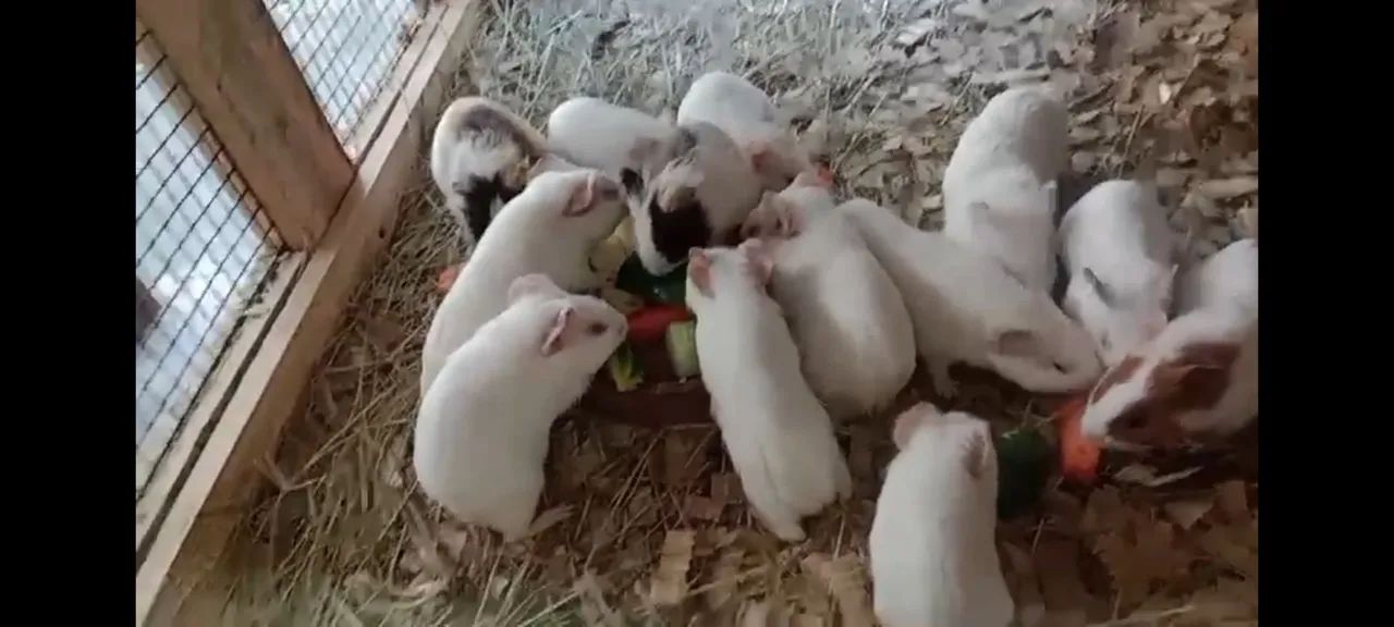 Porquinhos da índia  - Foto 5