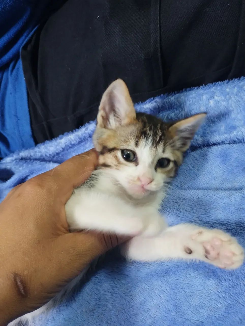 Doa se gatinhos filhotes - Foto 4