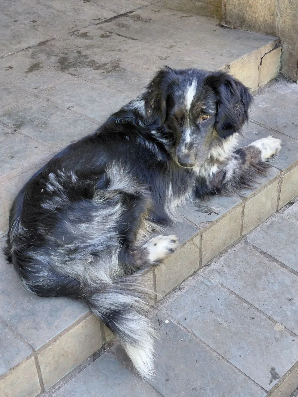 Cão adorável para adoção