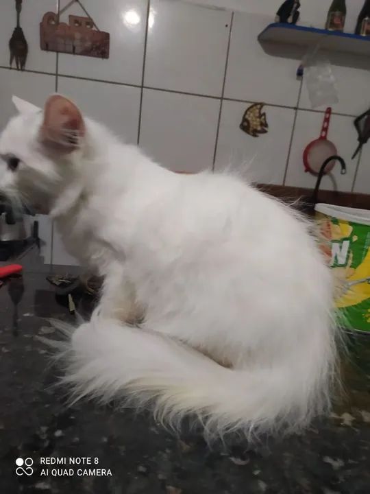 Gatinho branco de pêlo gatinha persa com angora longo disponível para adoção
