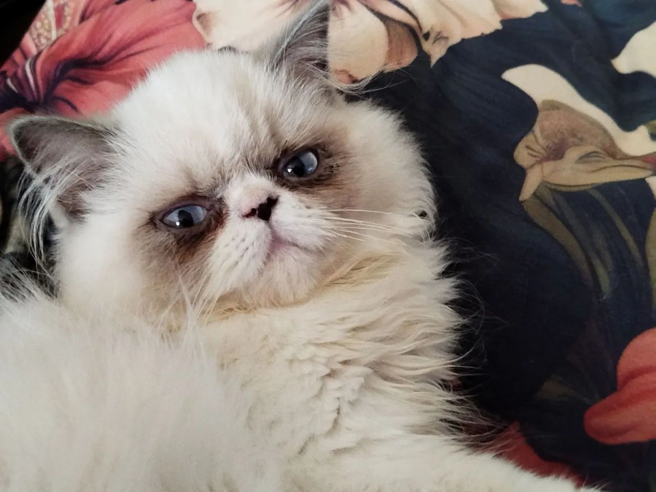 Gato persa lindo