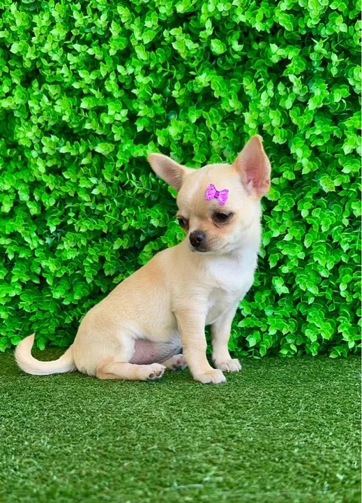 Chihuahua Fêmea Linda 4 meses - PEDIGREE CBKC - Foto 4